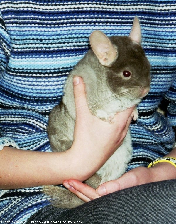 Photo de Chinchilla