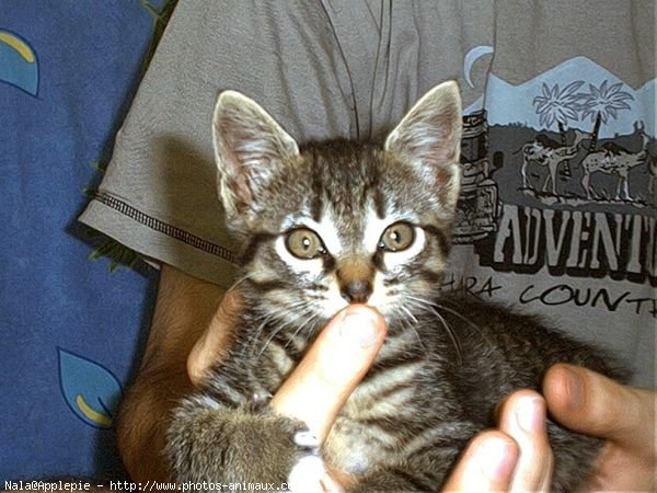 Photo de Chat domestique