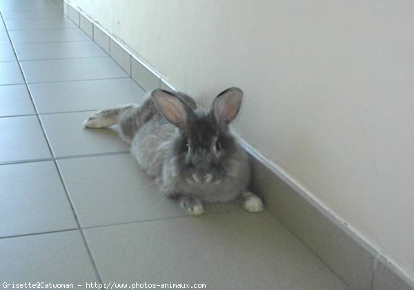 Photo de Lapin