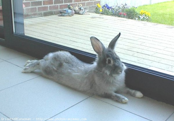 Photo de Lapin