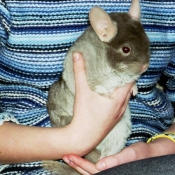 Photo de Chinchilla