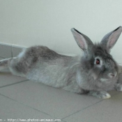 Photo de Lapin