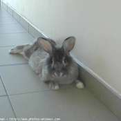 Photo de Lapin