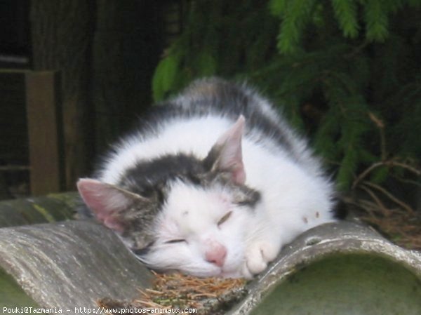 Photo de Chat domestique