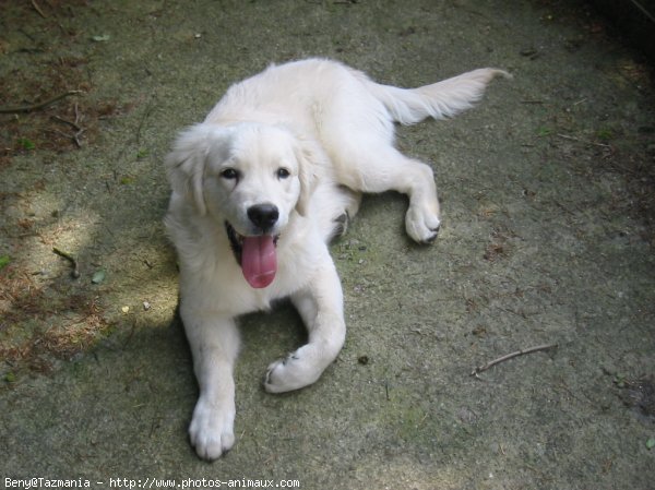 Photo de Golden retriever