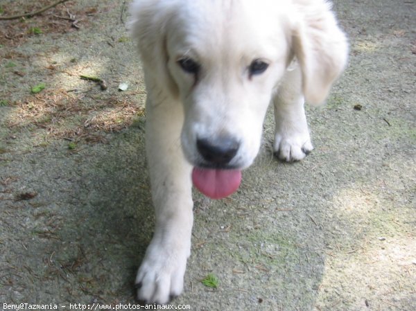 Photo de Golden retriever