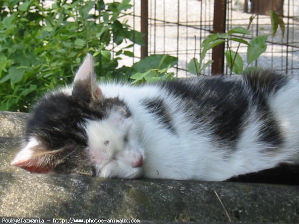 Photo de Chat domestique