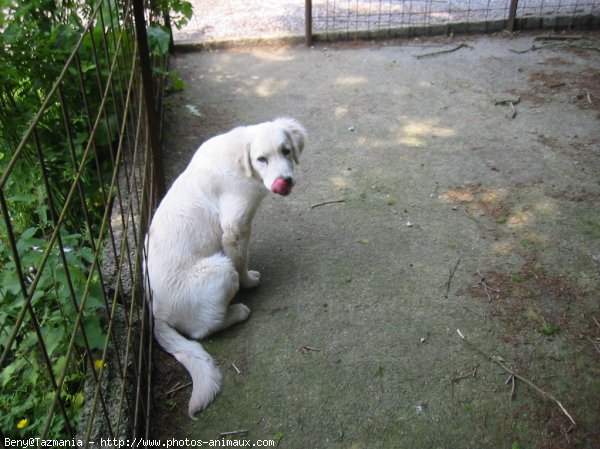 Photo de Golden retriever