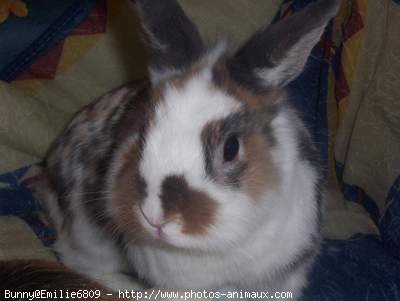 Photo de Lapin