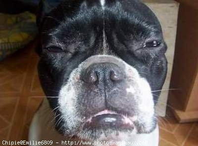 Photo de Bouledogue franais