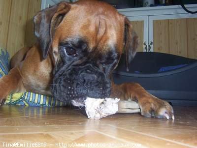 Photo de Boxer