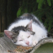 Photo de Chat domestique