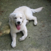 Photo de Golden retriever