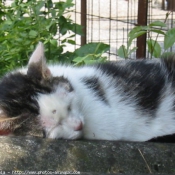 Photo de Chat domestique