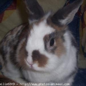 Photo de Lapin