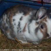 Photo de Lapin