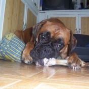 Photo de Boxer