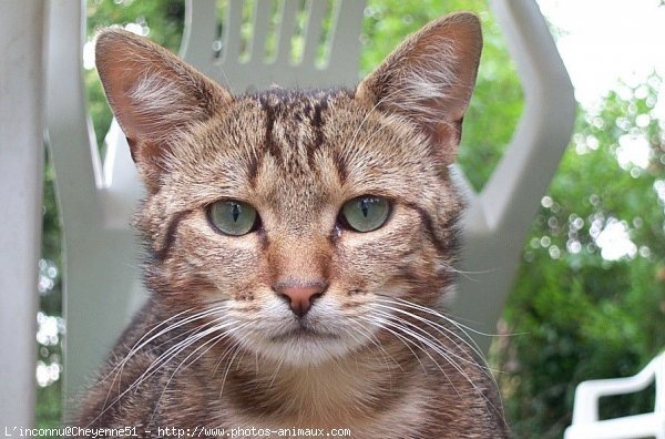 Photo de Chat domestique