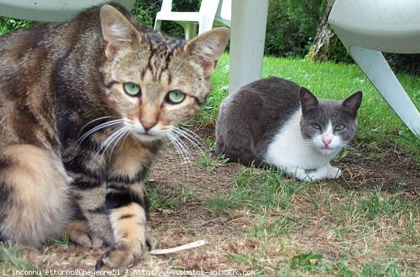 Photo de Chat domestique