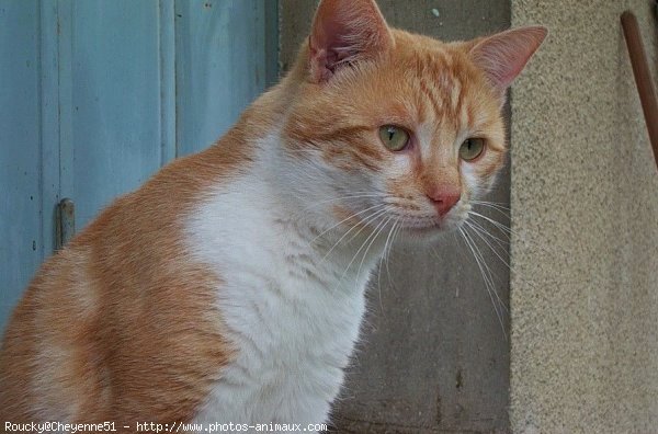 Photo de Chat domestique