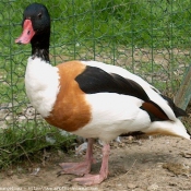 Photo de Canard