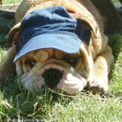 Photo de Bulldog