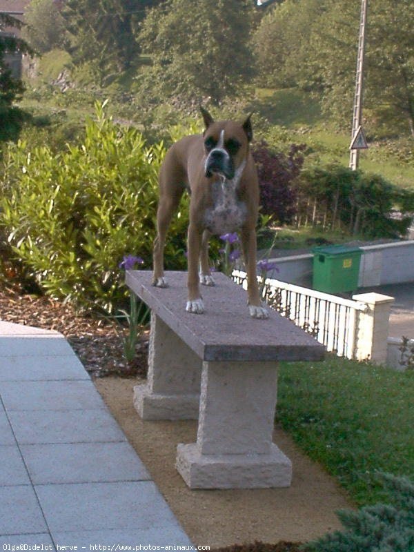 Photo de Boxer