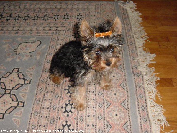 Photo de Yorkshire terrier