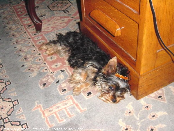 Photo de Yorkshire terrier