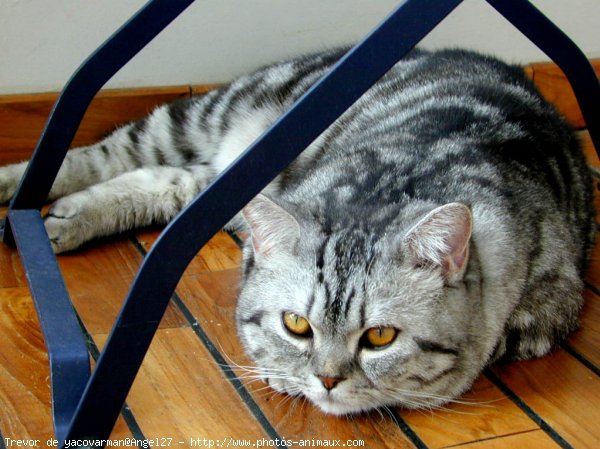 Photo de British shorthair