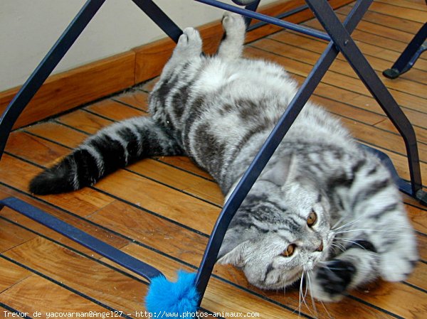 Photo de British shorthair