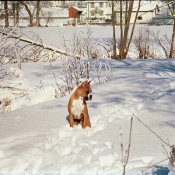 Photo de Boxer