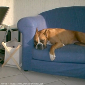 Photo de Boxer