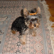 Photo de Yorkshire terrier