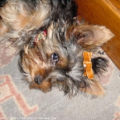 Photo de Yorkshire terrier