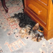 Photo de Yorkshire terrier