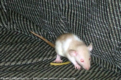 Photo de Rat