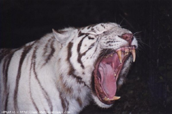 Photo de Tigre