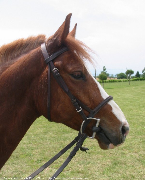 Photo de Poney franais de selle