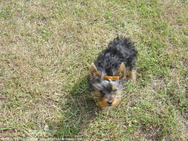 Photo de Yorkshire terrier