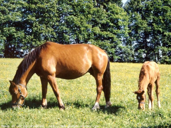 Photo de Races diffrentes