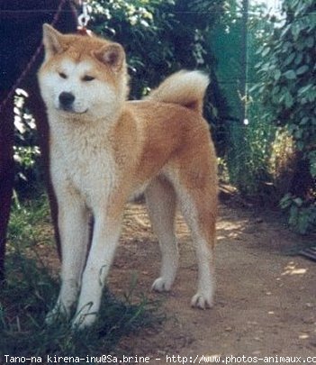 Photo d'Akita inu