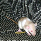 Photo de Rat