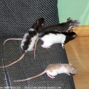 Photo de Rat