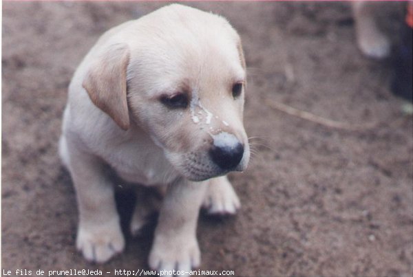 Photo de Labrador retriever