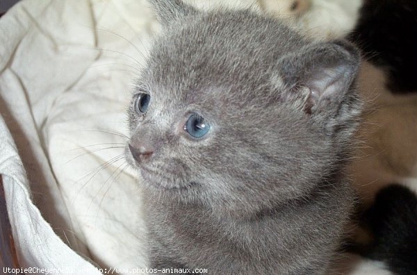 Photo de Chat domestique