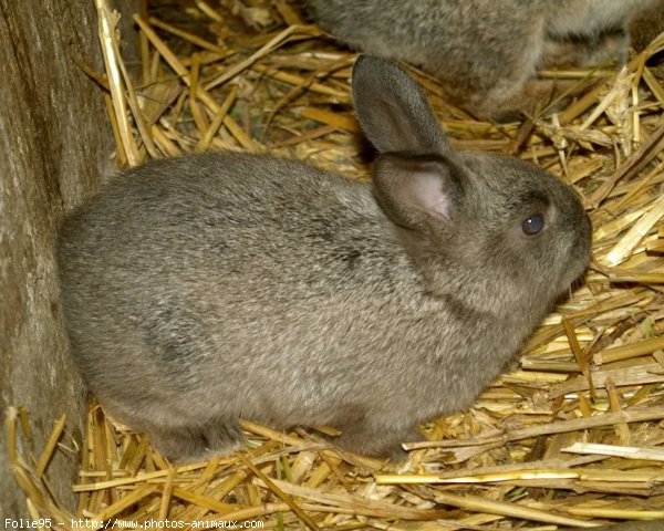 Photo de Lapin