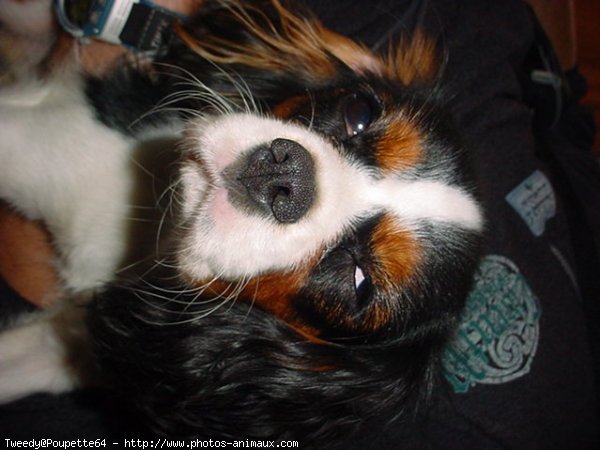 Photo de Cavalier king charles spaniel