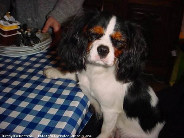 Photo de Cavalier king charles spaniel