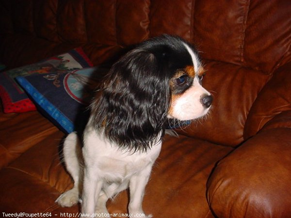 Photo de Cavalier king charles spaniel